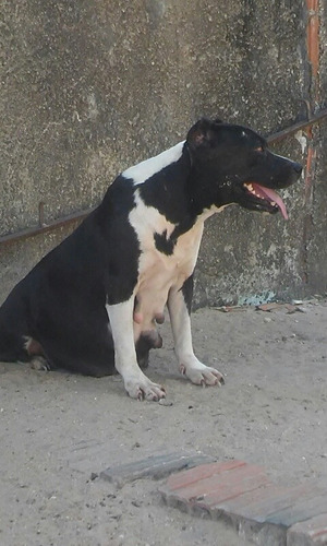 Filhote De Pitybull Macho 2 Messe Ja Vacinado
