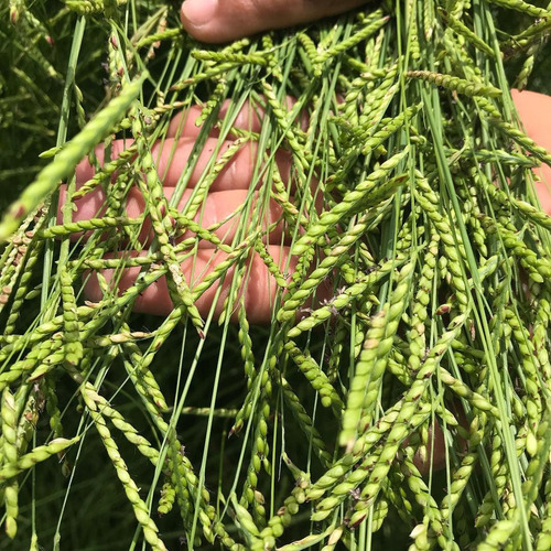 100kg Capim Massai + 20kg Humidicula + 20kg Decumbens