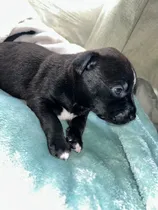 Comprar American Bully