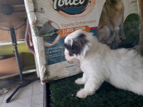 Imagen 4 de 4 de Precios Cachorros Shih Poo
