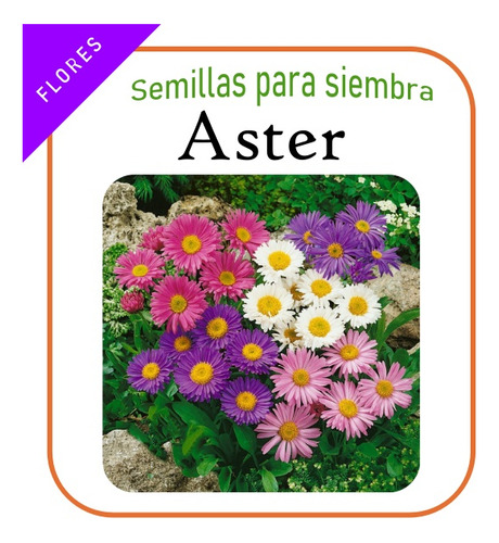 Semillas De Aster (200 Sem)