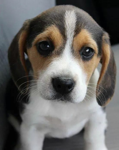 Cachorro Beagle Perrito Begle Puppy