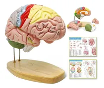 Comprar Modelo De Cerebro Humano 2023 Para Enseñanza