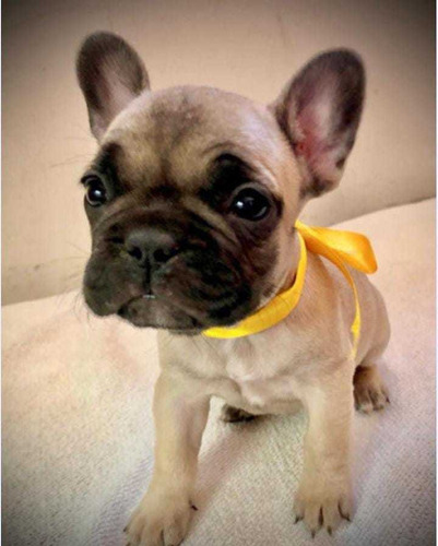 Imagen 4 de 5 de Bulldog Francés