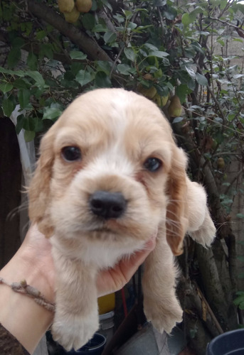 Cachorros Cocker Spaniel 