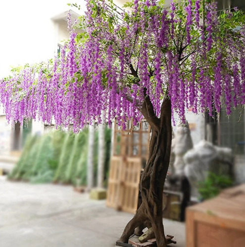 Wisteria Morada