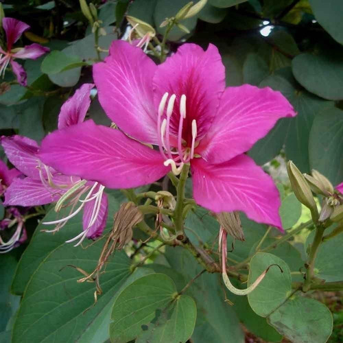 Arvores De Flores Lindas, Ipê Roxo Painera Rosa Pata De Vaca
