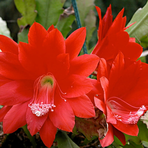 Kit Cactos Orquídea Sete Cores Selenicereus E Flor Vermelha | Parcelamento  sem juros