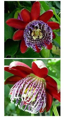 Passiflora Alata  Mrucuya