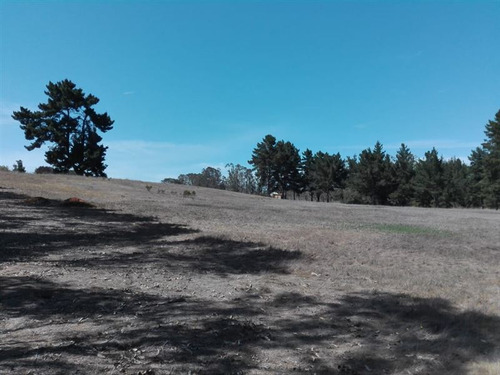 Sitio En Algarrobo!bajo El Valor De Tasación, Ofertón!