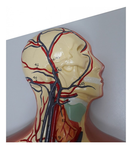 Sistema Circulatório em Prancha Modelo Anatomia Humana 4D Anatomy