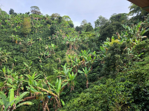 Imagen 18 de 20 de Venta De Finca Cafetera En Jericó Antioquia