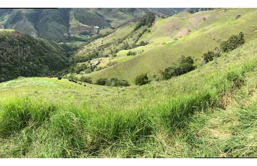 Se Vende Finca Naranjal - Roldanillo