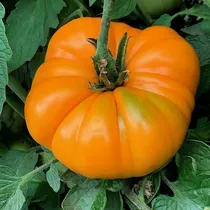 Comprar 30 Semillas Tomate Kentucky Beefsteak Indeterminado Reliquia