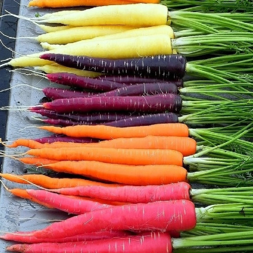 Semilla De Zanahoria De Colores, 100 Gramos