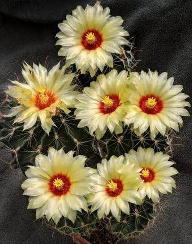 Thelocactus Setispinus, Biznaga Setosa, 10 Semillas, Mp