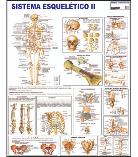 Sistema Esquelético 2 Osseo Poster Mapa Anatomia Corpo Humano Medicina