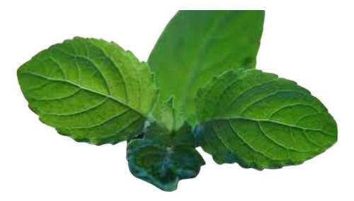 Plantin Albahaca Tulsi O Sagrada + 20 Semillas