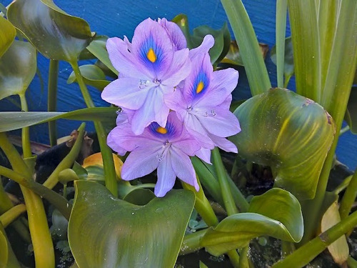 Jacinto , Eichornia Crassipes Para Estanque O Acuario