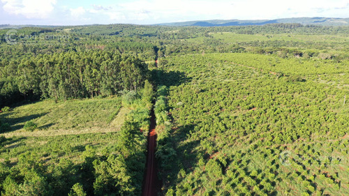 Se Vende Chacra En San Ignacio Misiones. Yerba, Forestación Y Arroyo