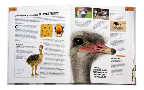 Libro Comportamiento Del Reino Animal - Lexus