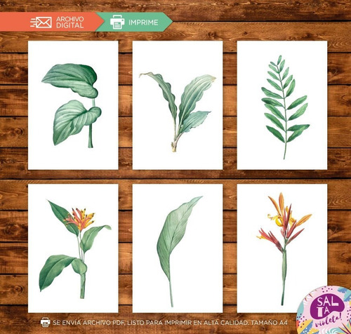 Laminas Para Cuadros Imprimibles Hojas Plantas - Modelo 3