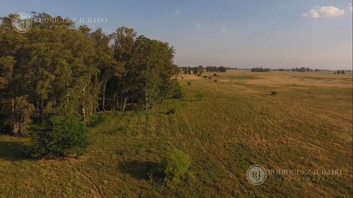 Imagen 8 de 17 de Campo De 53.3ha - Tomas Jofre Única Oportunidad Re - Tasado - Toma Propiedad