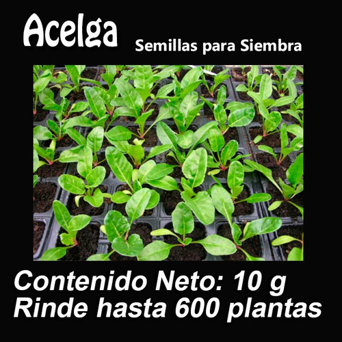 Acelga Verde 600 Semillas Para Siembra 10 Gr Var. Fordhook