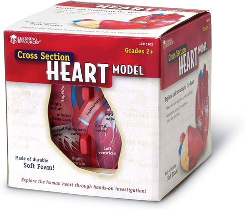Color Modelo del corazón Humano con sección Transversal Learning Resources LER1902 