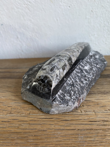 1 Belemnite Orthocera Pieza De Colección Natural Fosil
