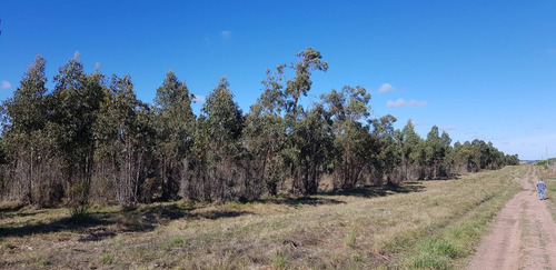 Chacra 3 Has En Venta En Ruta 6 Km 43.600 Paraje Matasiete