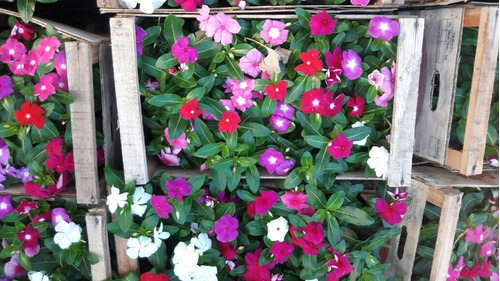 Vinca Flor X 10 Unidades