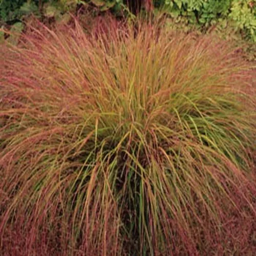 comprar 15 Semillas De Hierba Cola De Faisán! Stipa Ornamental Cobre