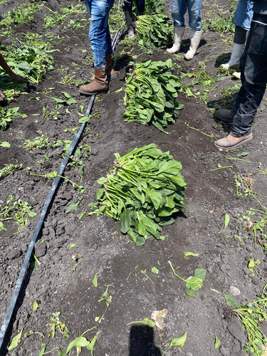 Semilla De Espinaca Esmeralda Sakata A Granel 1 Kilo