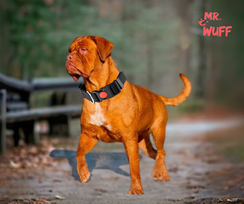 Collar Para Perros Gatos Mascotas Ajustable Mr Wuff Color Negro Broche Tamaño del collar L