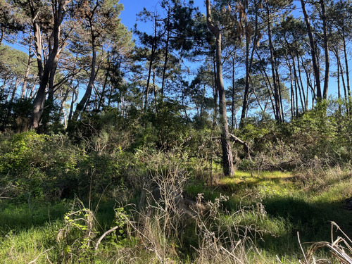Lote En Venta En Montoya (ref: Bpv-9688)