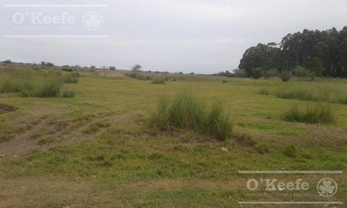Campo En Venta De 300 Has Forestal - Ganadera R14 Corrientes -financiación