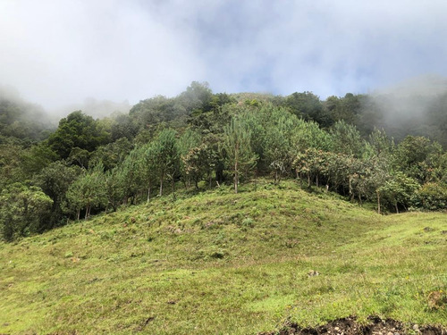 Imagen 5 de 11 de Finca Abejorral, Antioquia - Se Vende