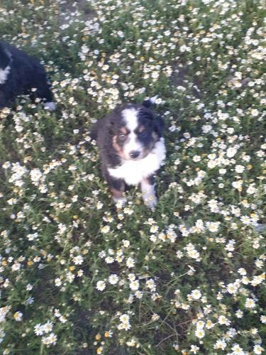 Cachorros Border Collie 