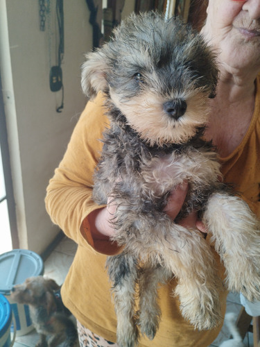 Schnauzer Machos E Fêmea