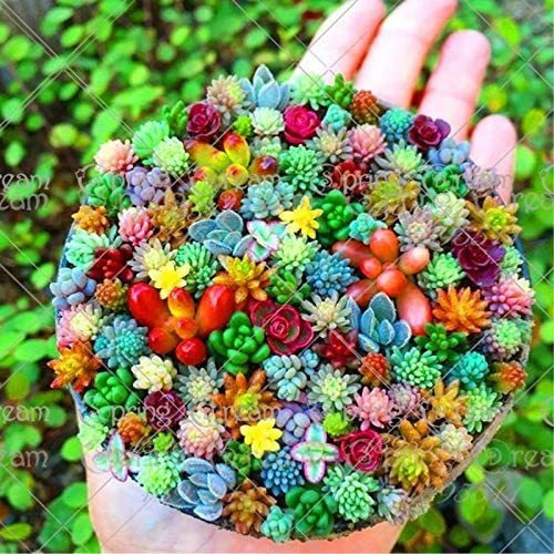 100 Pcs/bag Real Mini Succulent Cactus Seeds Rare Succulent