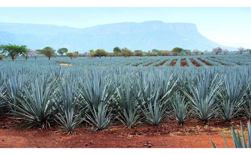 Pack De 2 Tequila Cabrito Reposado De 950 Ml + Mini 250 Ml