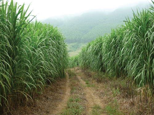 50 Kg De Semilla De Pasto King Grass Gigante. 1 Hectarea