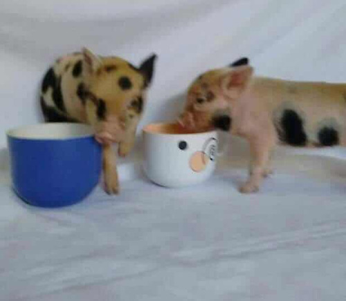 Mini Pig Micro Porco