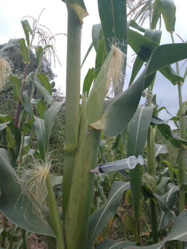 Micelio Para Producir Huitlacoche, Presentación Líquida