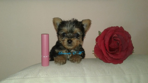 Bellos Yorkshire Terrier 550 Yorky Puros Macho Y Hembra