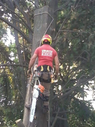 Imagen 3 de 5 de Poda En Altura,extracciones,talas,limpieza De Palmeras