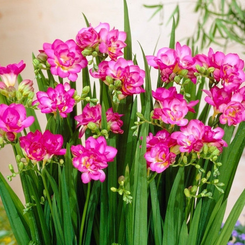 10 Fresias Dobles Surtidas!