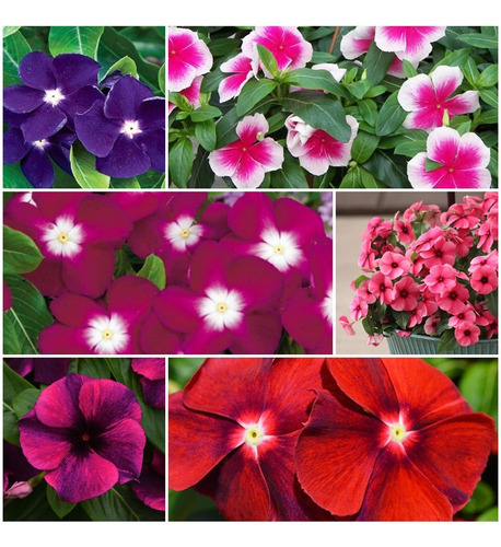 60 Sementes De Vinca Madagascar Espécie Exótica