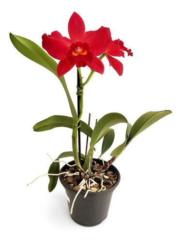 Orquidea Slc.kosos Scarlet Adulta!!!!orquidea Vermelha!!! | Parcelamento  sem juros